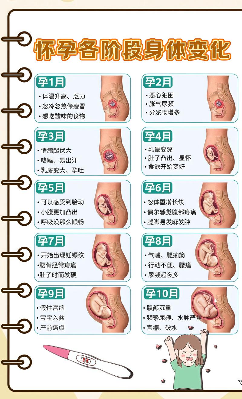 揭秘供卵代孕妈妈怀孕小腹分两节，孕期变化的奥秘三门峡代生机构: